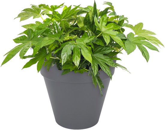 Elho Loft Urban Rond 50 - Bloempot voor Buiten - Ø 48.5 x H 44.5 cm - Antraciet